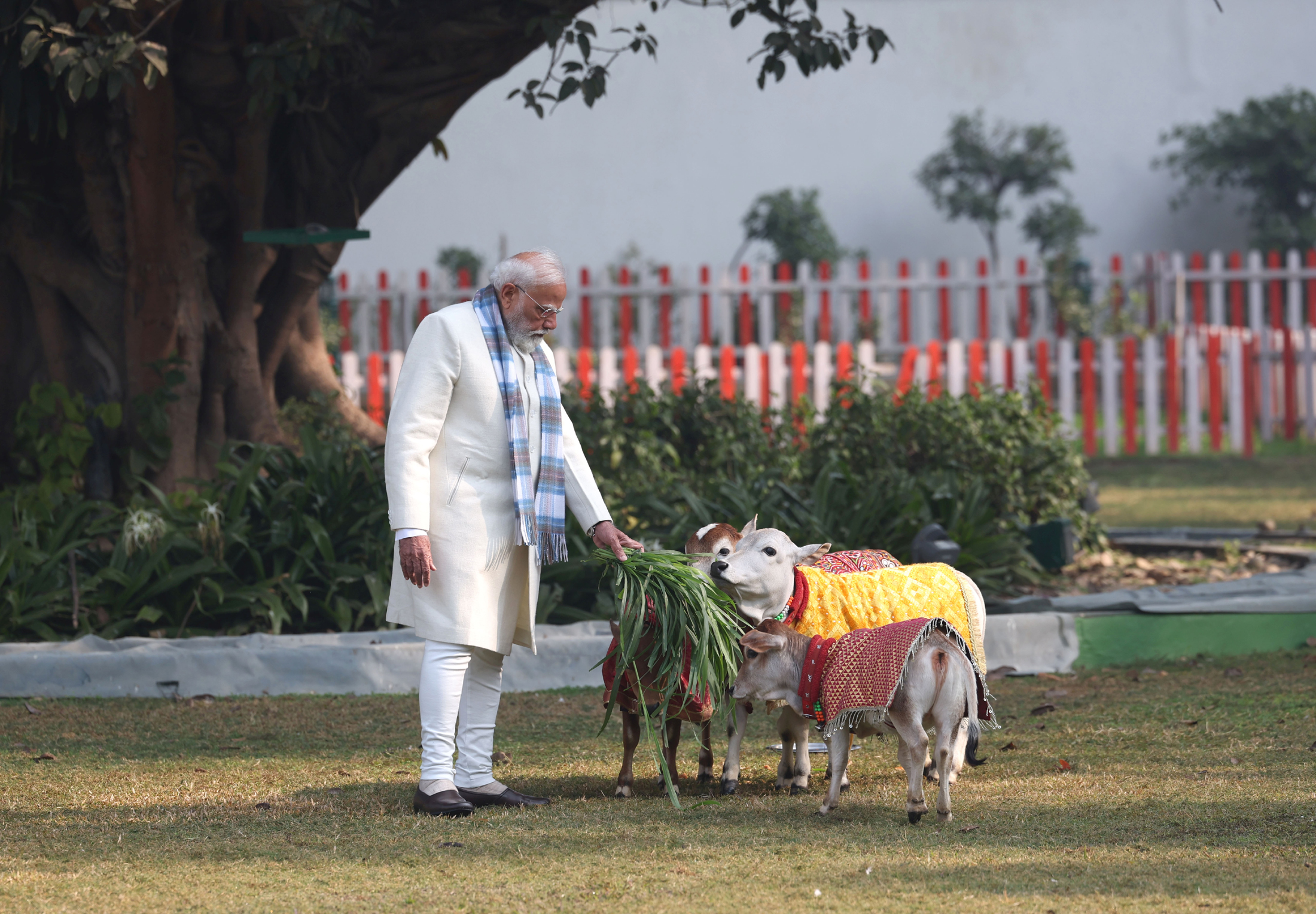PM feeds cows at his residence, in New Delhi on January 15, 2026.