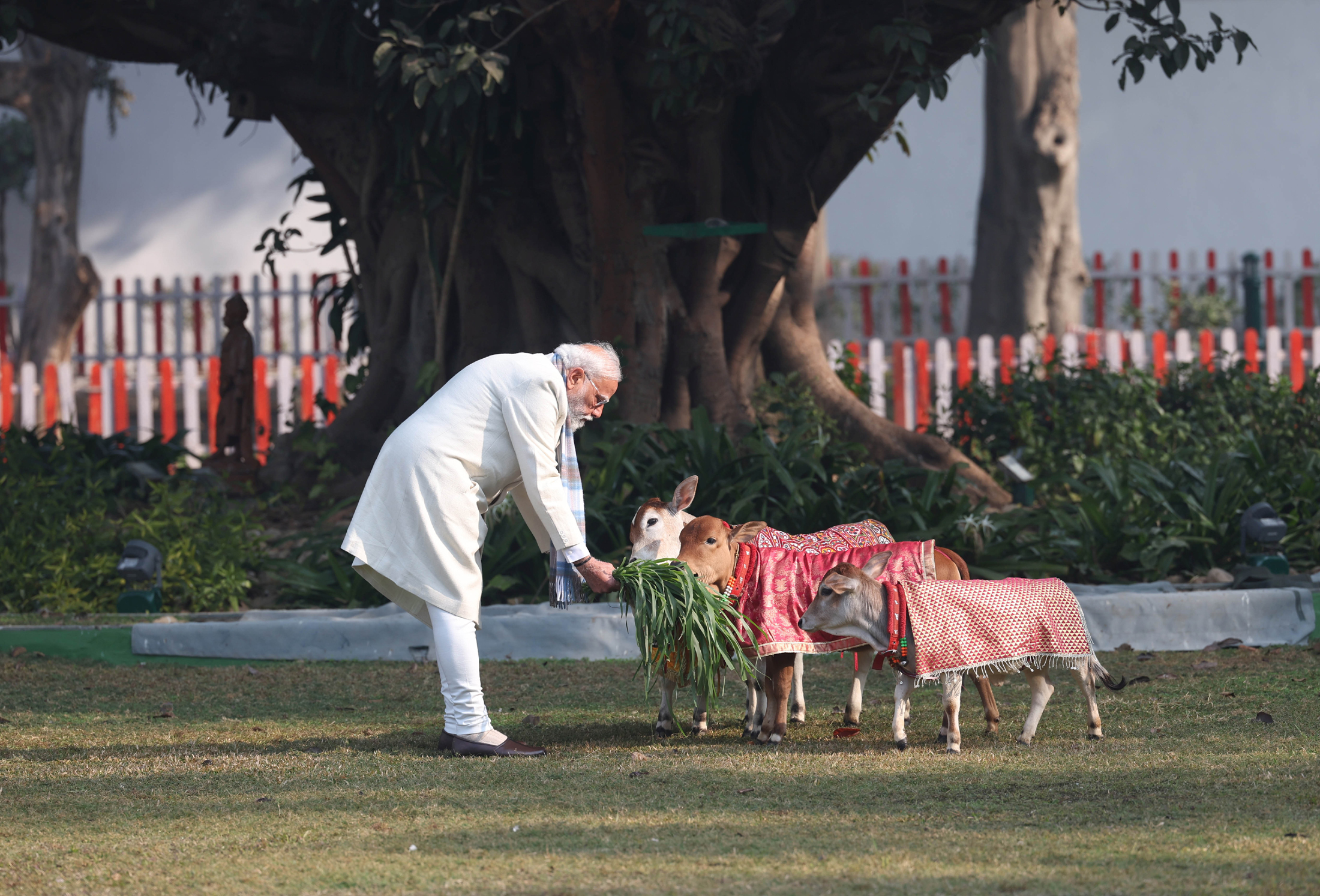 PM feeds cows at his residence, in New Delhi on January 15, 2026.